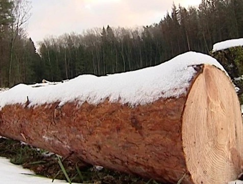 Чёрные лесорубы нанесли ущерб Калужской области на 615 тысяч рублей