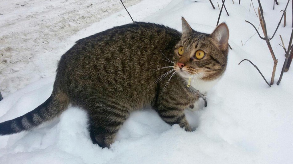 Кот0301.jpg