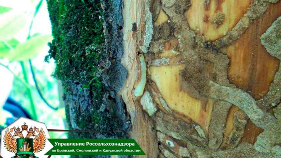 златка-ясени-0820.jpg
