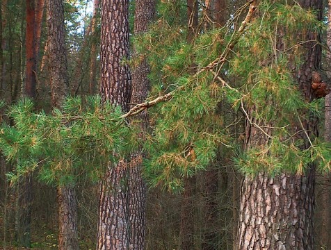 В городском бору Кондрова появится экологическая тропа