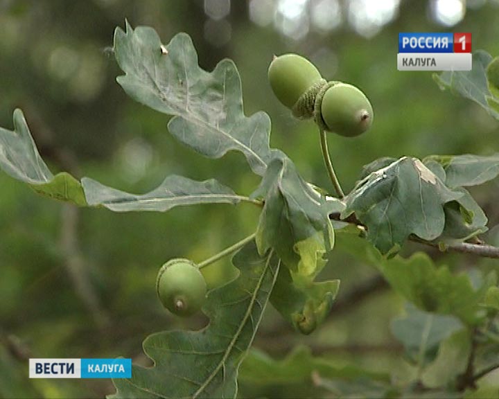 Дуб-желуди0829.jpg