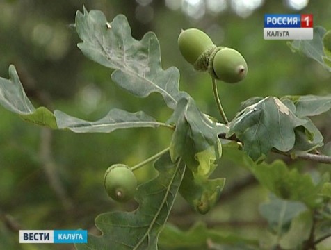 В нацпарке «Угра» стартовала акция по сбору семян и желудей