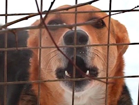 Жители региона стали чаще жаловаться на беспризорных животных