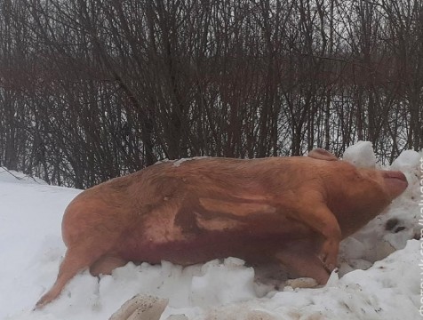 В черте Калуги нашли труп свиньи с признаками африканской чумы
