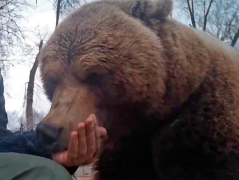 Медведь Мансур вышел из зимней спячки