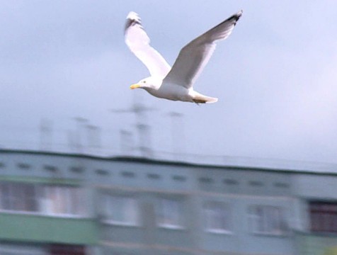 Скворцы, чайки и грачи вернулись в Калужскую область