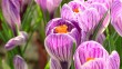 цветы-подснежник-0203.jpg