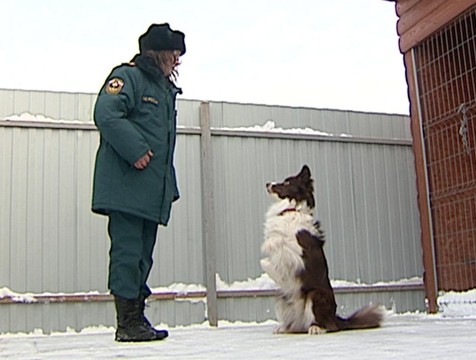 Кинолог рассказала, как избежать агрессии бездомных животных