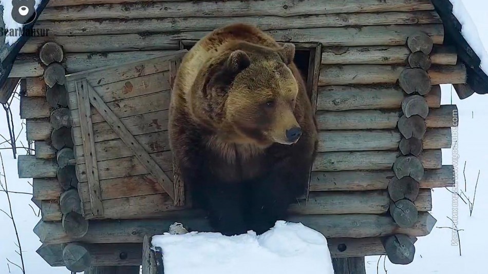 мансур-медведь-0312.jpg
