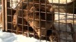 умка-медведь-0312.jpg
