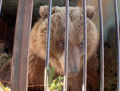 Из зимней спячки вышли калужские медведи – Мансур, Маша и Умка