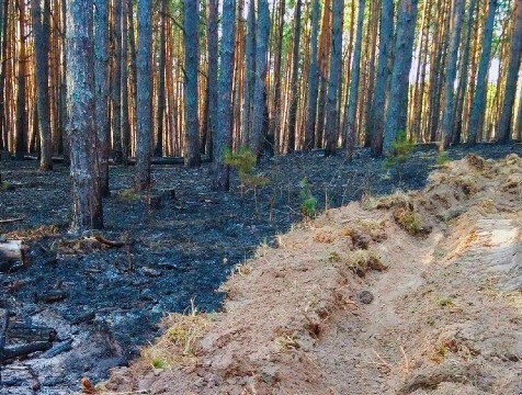 На защиту калужских лесов от пожара дополнительно потратят 18,5 млн рублей