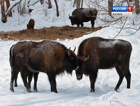 Более 800 зубров насчитали в калужских лесах