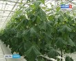 Теплица-огурцы0905.jpg
