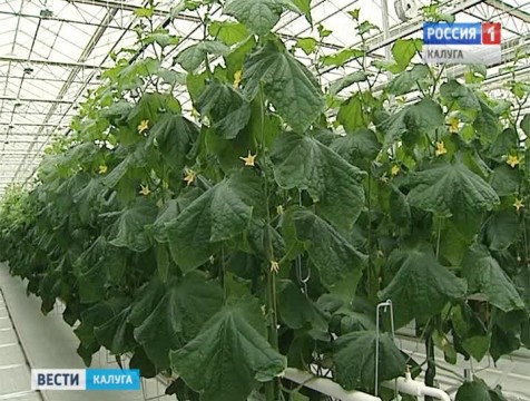 Часть полномочий по управлению ОЭЗ «Калуга» перешло правительству области