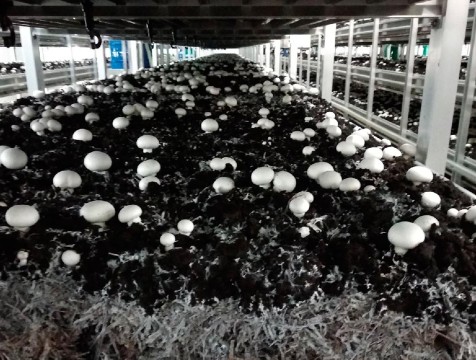 Устранять неприятный запах от грибоводческого завода приедут специалисты из Голландии