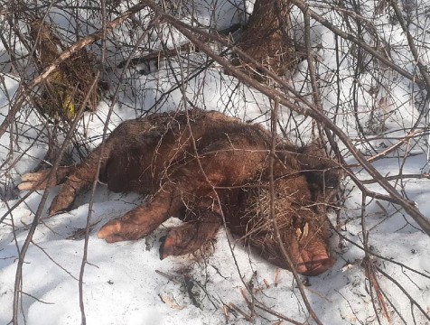 Труп дикого кабана обнаружен в пригороде Калуги