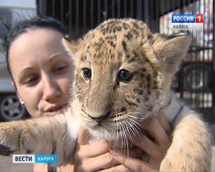 ТигроЛев1-0906.jpg