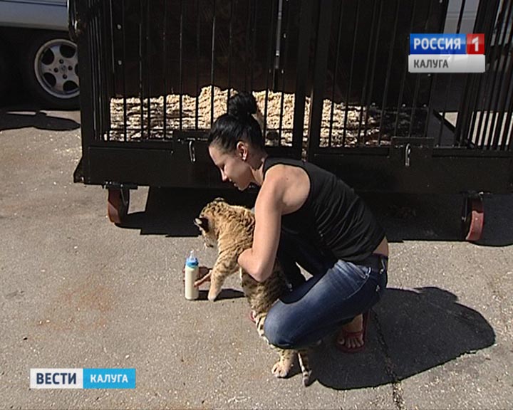 ТигроЛев2-0906.jpg