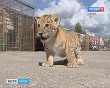 ТигроЛев0906.jpg