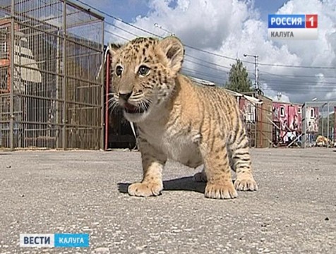 В Калугу привезли полуторамесячного тигрольвёнка