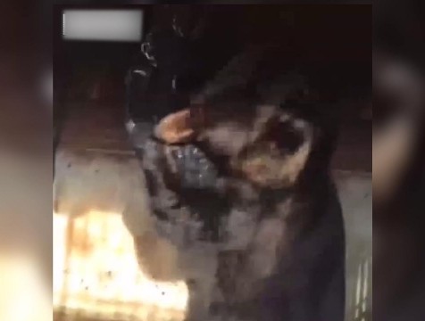 Медведей из домашнего зоопарка мытищинского стрелка передадут в Калугу