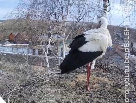В гнездо, из которого организована прямая трансляция, прилетел аист