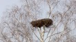 Аист-гнездо-0412.jpg