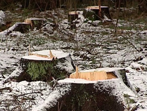 Ущерб от незаконных рубок в лесах региона сократился на 40%
