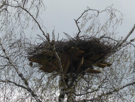 Жильё для аистов восстановлено в Жуковском районе