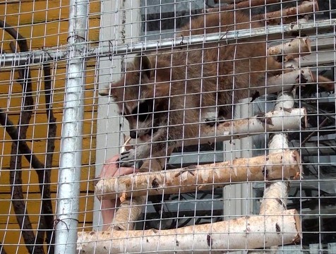 В малоярославецком музее СССР появился свой зоопарк