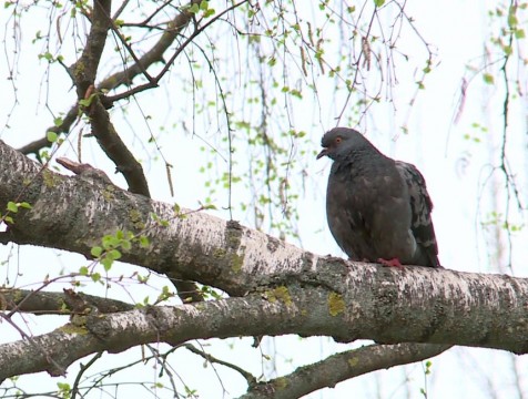 Во второй половине недели термометры покажут до +18