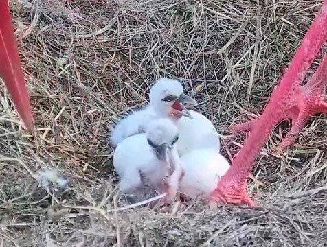 За появлением на свет аистят наблюдали онлайн более 2 тысяч подписчиков