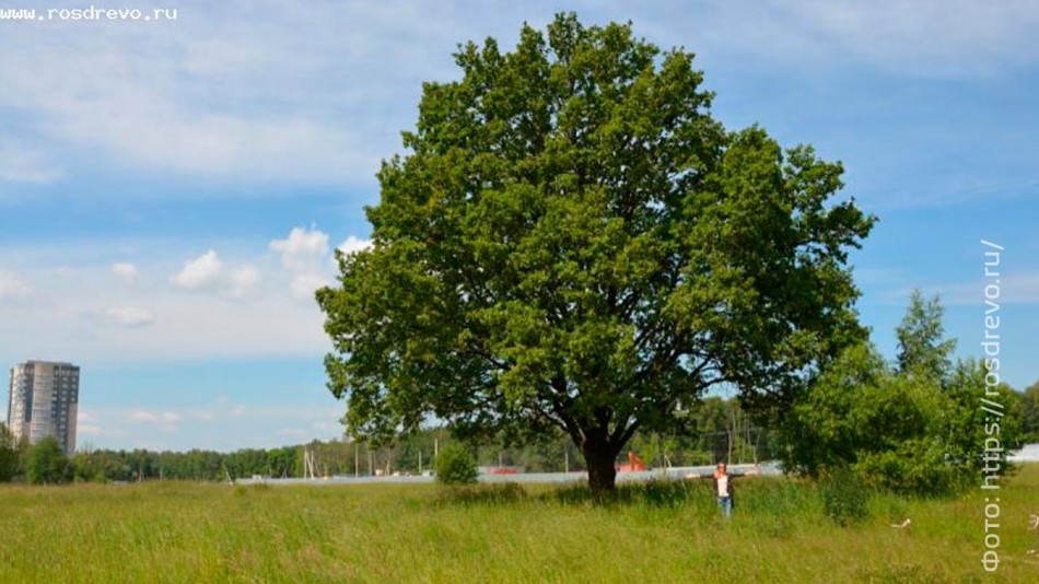 дуб-обнинск-0527.jpg