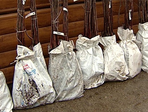 Более тысячи саженцев сомнительного качества изъяли на калужских рынках