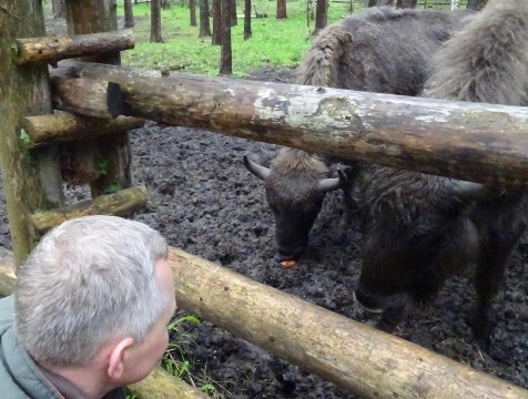 12 зубров выпустили из временного вольера на волю в нацпарке «Угра»