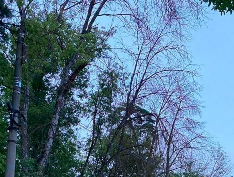 Более 100 ясеней спилили в Калуге с начала года