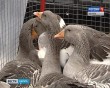 Гуси0916.jpg