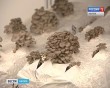 Грибы0916.jpg
