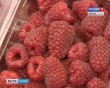 Малина0916.jpg