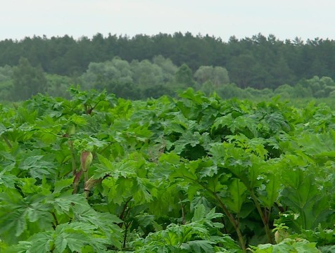 Места распространения борщевика нанесут на карту