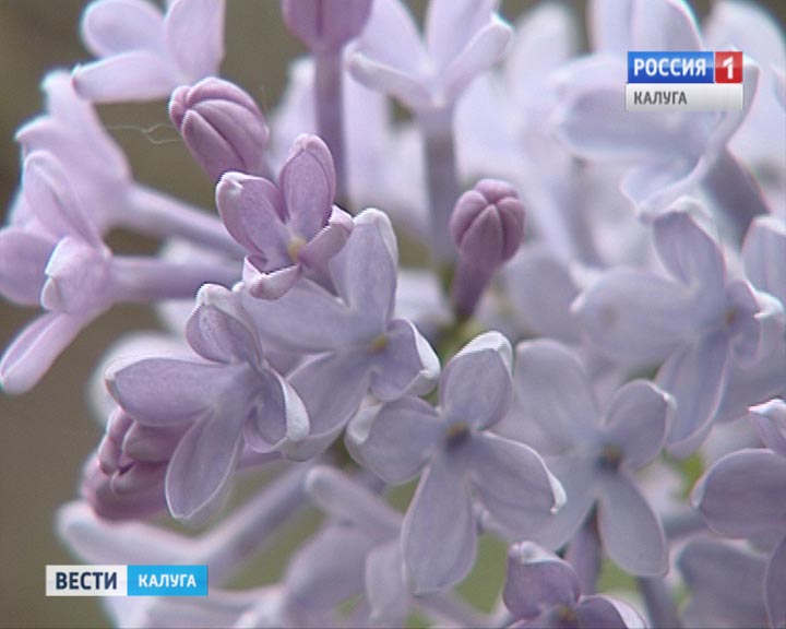 Сирень3-0916.jpg