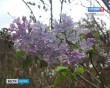 Сирень-0916.jpg