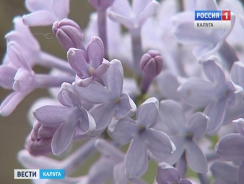 В середине сентября в Росве зацвела сирень