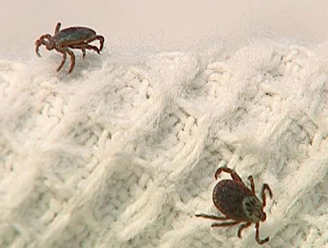 За неделю 189 жителей региона пострадали от укусов клещей