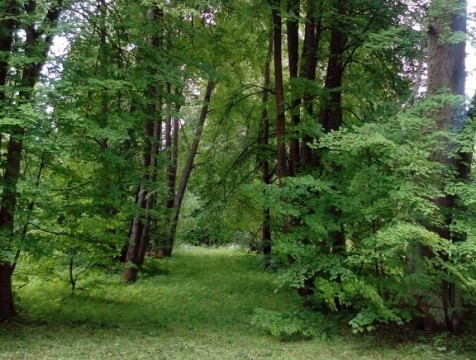 Парк усадьбы Гончаровых в Барятинском районе стал памятником природы регионального значения