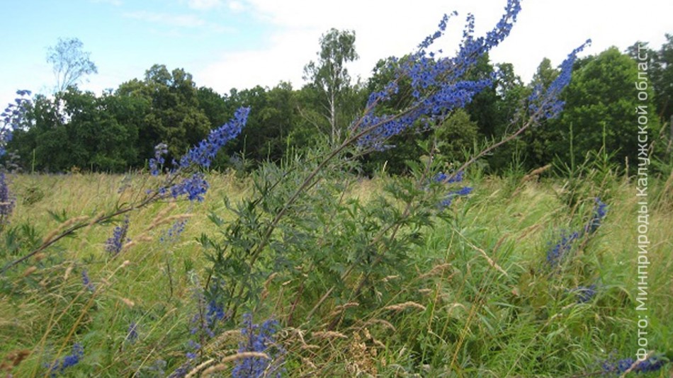 луг-таруса-0611.jpg