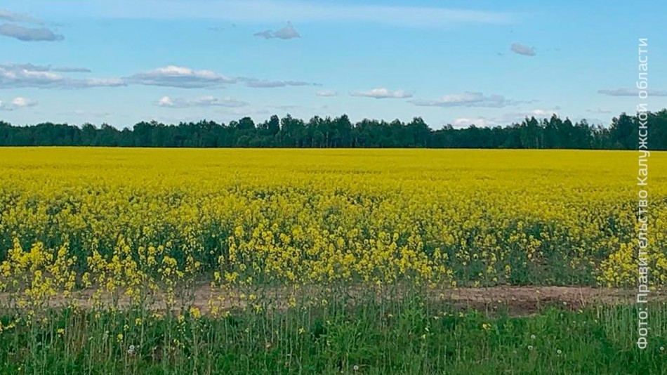 Рапс0615.jpg