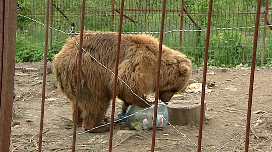 Медведица-Маша-1606.jpg