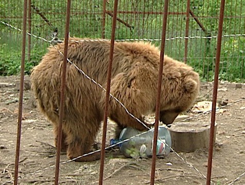 Медведице Маше капитально отремонтируют берлогу
